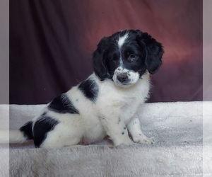 Aussiedoodle Miniature Puppy for sale in FRYTOWN, IA, USA