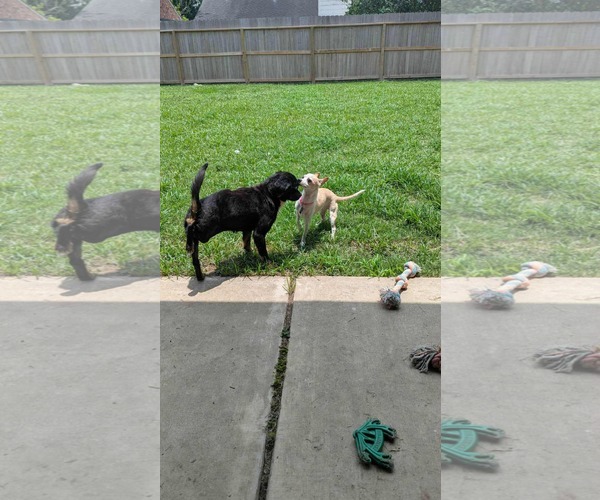 Medium Photo #5 Dachshund-Unknown Mix Puppy For Sale in Princeton, MN, USA