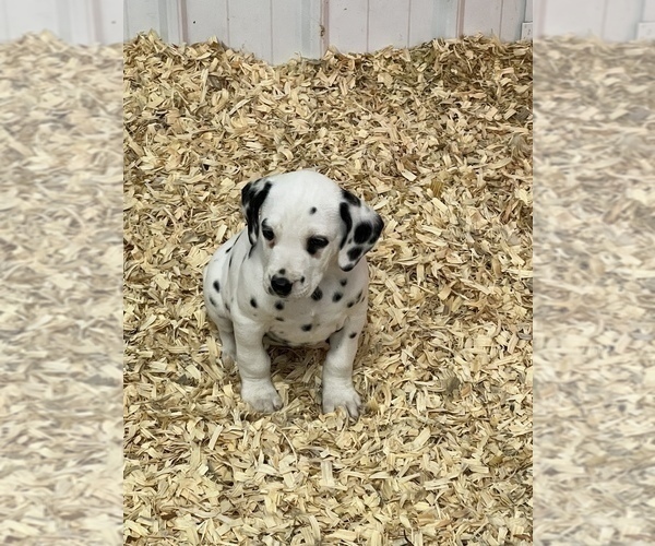 Medium Photo #4 Dalmatian Puppy For Sale in WILLIAMSBURG, OH, USA
