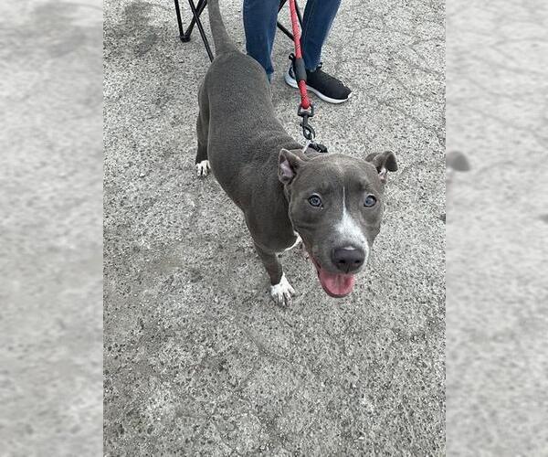 Medium Photo #1 American Staffordshire Terrier-Unknown Mix Puppy For Sale in San Antonio, TX, USA