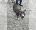 Small American Staffordshire Terrier Mix
