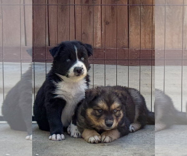 Medium Photo #4 Labrador Retriever-Unknown Mix Puppy For Sale in San Diego, CA, USA