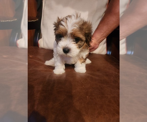 Medium Photo #6 Papitese Puppy For Sale in ORANGEBURG, SC, USA