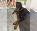 Small #3 Doberman Pinscher