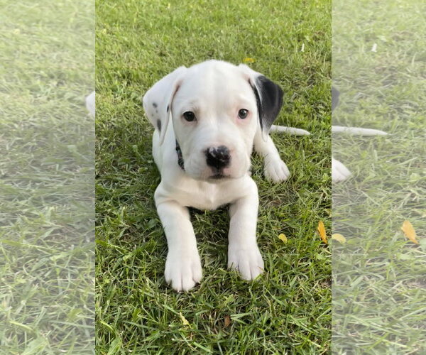 Medium Photo #1 American Bulldog-Unknown Mix Puppy For Sale in Clarkston, MI, USA