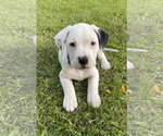 Small American Bulldog Mix