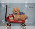 Small Photo #14 Maltipoo-Poodle (Toy) Mix Puppy For Sale in SANGER, TX, USA