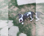 Small American Pit Bull Terrier Mix