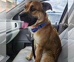 Small #1 Mutt