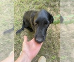 Small #5 Flat Coated Retriever-Golden Retriever Mix