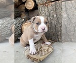 Small #3 American Bulldog