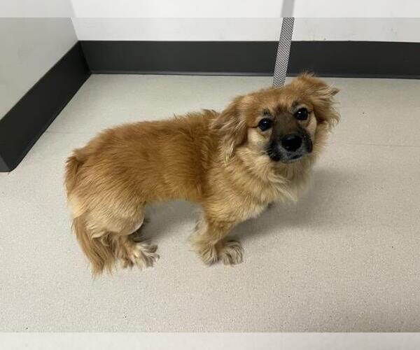 Medium Photo #1 Chihuahua-Unknown Mix Puppy For Sale in Corona, CA, USA