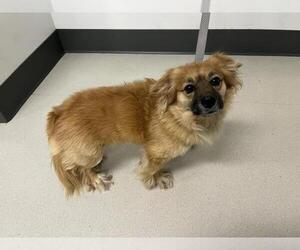 Chihuahua-Unknown Mix Dogs for adoption in Corona, CA, USA