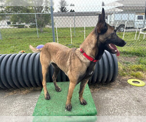 Medium Photo #1 Mutt Puppy For Sale in McKinleyville, CA, USA