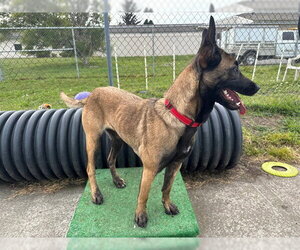 Mutt Dogs for adoption in McKinleyville, CA, USA