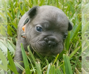 French Bulldog Puppy for sale in MELBOURNE, FL, USA