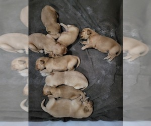 Golden Retriever Puppy for sale in NORTH ENGLISH, IA, USA