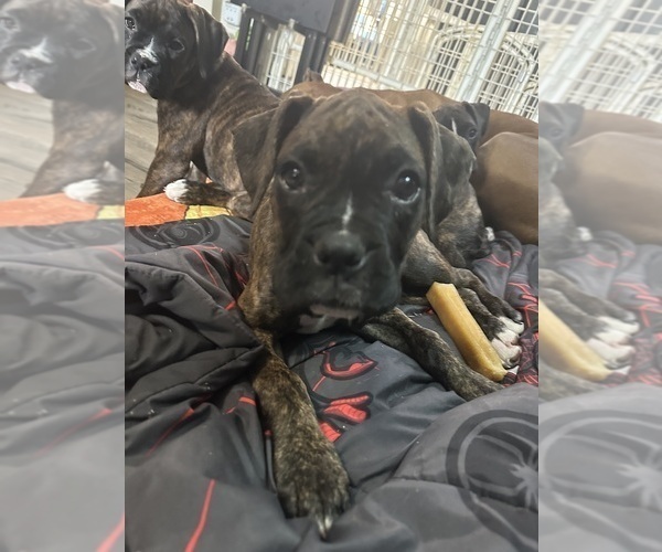 Medium Photo #11 Boxer Puppy For Sale in RALEIGH, NC, USA