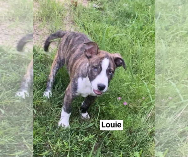 Medium Photo #9 American Pit Bull Terrier-Labrador Retriever Mix Puppy For Sale in Ridgefield, CT, USA