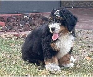 Miniature Bernedoodle Puppy for sale in ORLANDO, FL, USA