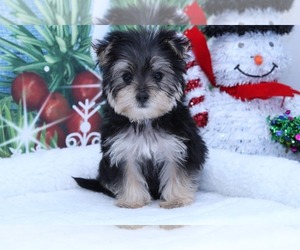 Yorkshire Terrier Puppy for sale in MARIETTA, GA, USA