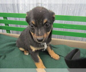 American Rat Pinscher Puppy for sale in HUNTINGTON, IN, USA