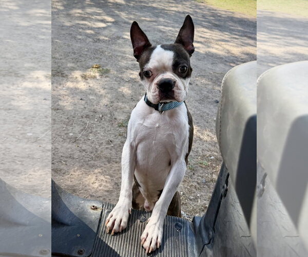 Medium Photo #1 Boston Terrier Puppy For Sale in Dumont, NJ, USA