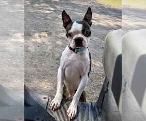 Boston Terrier Dogs for adoption in Dumont, NJ, USA