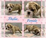 Small Photo #3 Bulldog Puppy For Sale in JACKSONVILLE, FL, USA