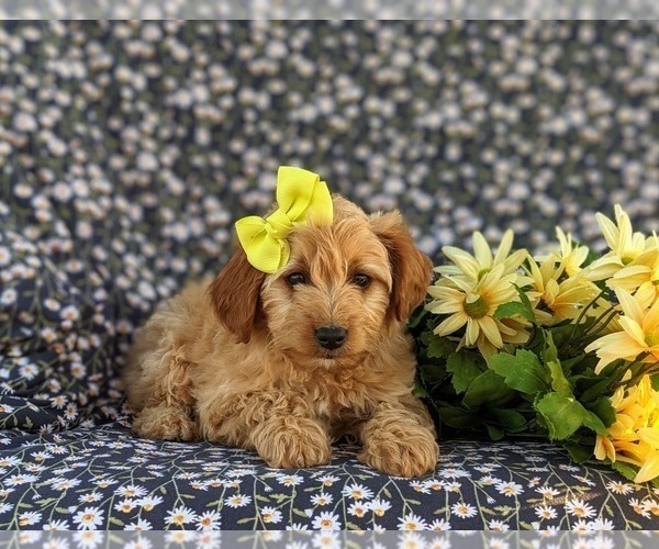Medium Photo #4 Goldendoodle (Miniature) Puppy For Sale in OXFORD, PA, USA