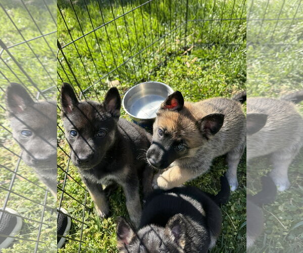 Medium Photo #3 Siberian Husky-Unknown Mix Puppy For Sale in Holly Springs, NC, USA