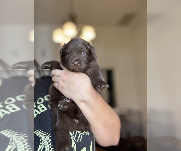 Medium Photo #2 Australian Shepherd Puppy For Sale in DEVINE, TX, USA