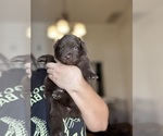 Puppy Indy Australian Shepherd