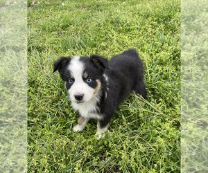 Australian Shepherd Puppy for sale in EXETER, MO, USA