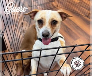 Chihuahua Dogs for adoption in Princeton, British Columbia, Canada