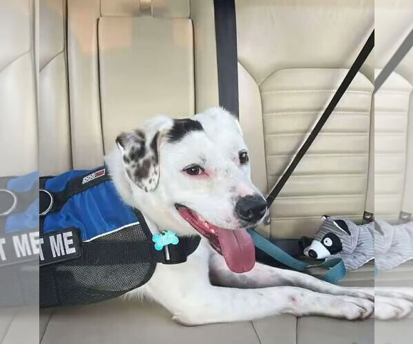 Medium Photo #7 English Setter-Labrador Retriever Mix Puppy For Sale in Rustburg, VA, USA