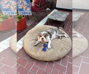 Poppy - Female Bulldog Dog for Adoption - Photo #3
