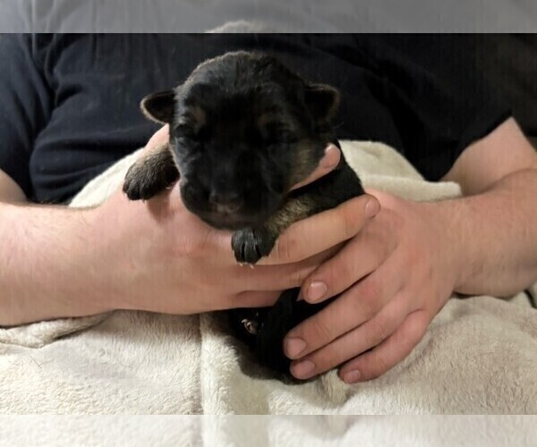 Medium Photo #8 German Shepherd Dog Puppy For Sale in SACRAMENTO, CA, USA