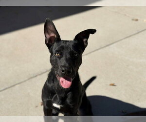 Labrador Retriever-Unknown Mix Dogs for adoption in Tulsa, OK, USA
