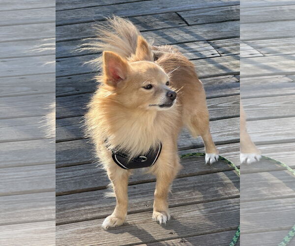 Medium Photo #14 Chiranian Puppy For Sale in Minneapolis, MN, USA