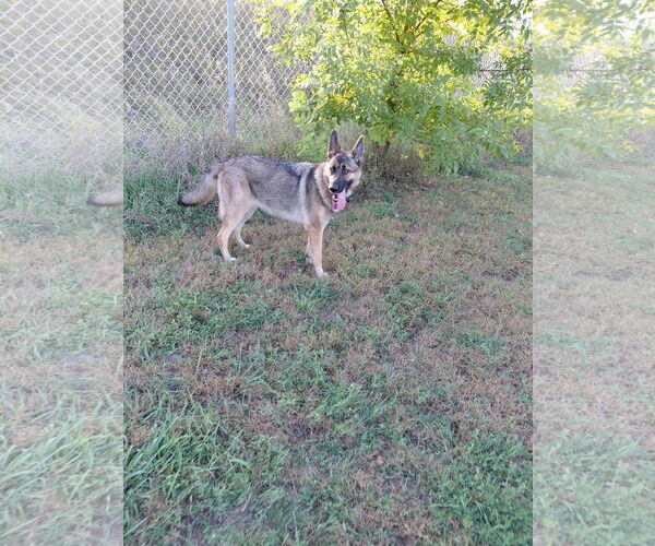 Medium Photo #4 German Shepherd Dog Puppy For Sale in Crystal, MN, USA