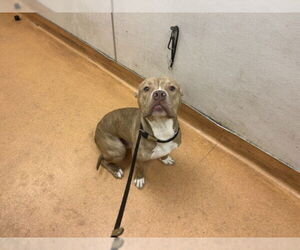 Mutt Dogs for adoption in Martinez, CA, USA