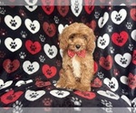 Small #2 Cavapoo