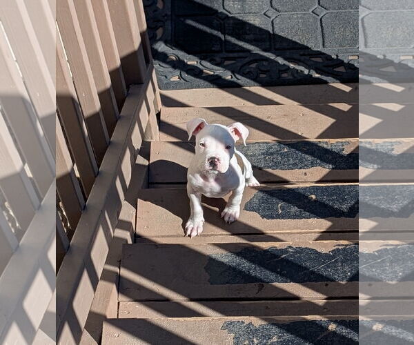 Medium Photo #7 American Pit Bull Terrier-Unknown Mix Puppy For Sale in Aurora, CO, USA