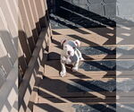 Small #6 American Pit Bull Terrier Mix
