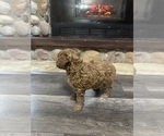 Small Photo #4 Poodle (Miniature) Puppy For Sale in AKELEY, MN, USA
