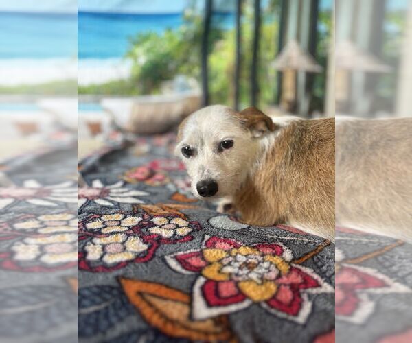 Medium Photo #3 Mutt Puppy For Sale in San Leon, TX, USA