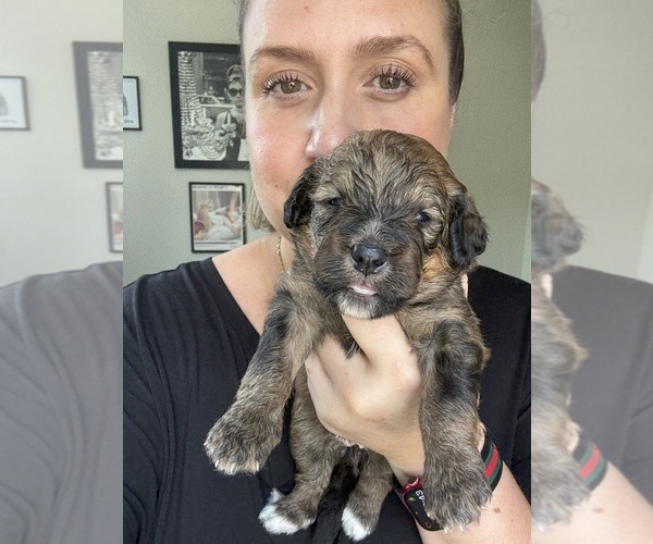 Medium Photo #90 Bernedoodle Puppy For Sale in BELMONT, NC, USA