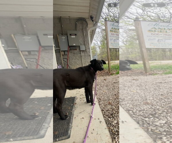 Medium Photo #1 Australian Shepherd-Unknown Mix Puppy For Sale in Frenchburg, KY, USA