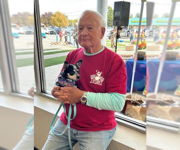 Medium Photo #3 Chihuahua Puppy For Sale in Spring Lake, NJ, USA